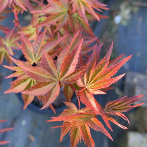 Acer Palmatum Japanese Sunrise