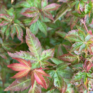 Acer Palmatum Little Princess
