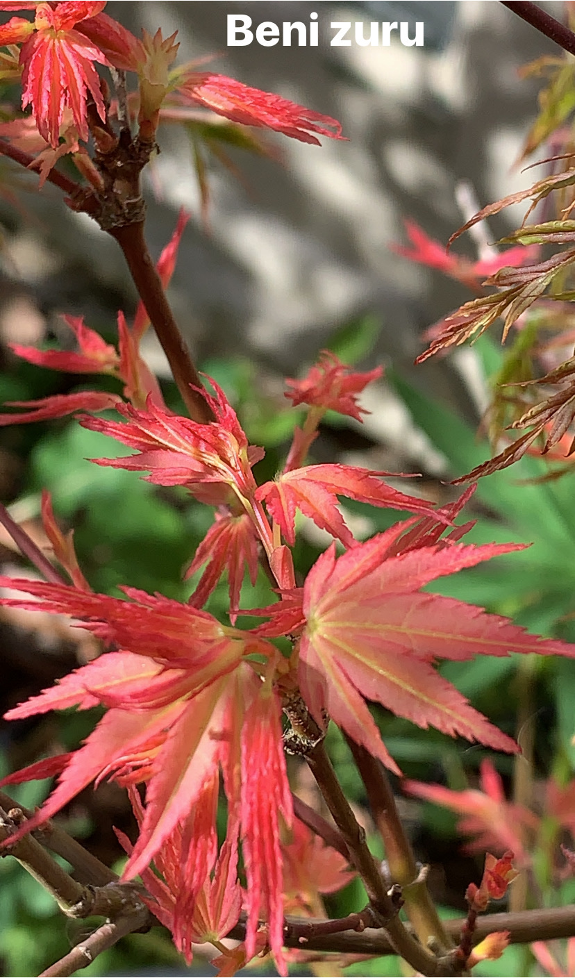 Acer Palmatum Beni Zuru