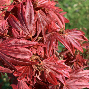 Acer Palmatum Aratama