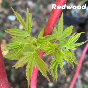 Acer Palmatum Red Wood