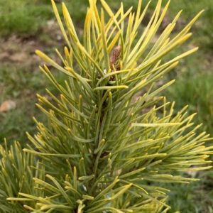 Pinus Sylvestris Aurea