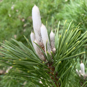 Pinus Thunbergii Sayonara