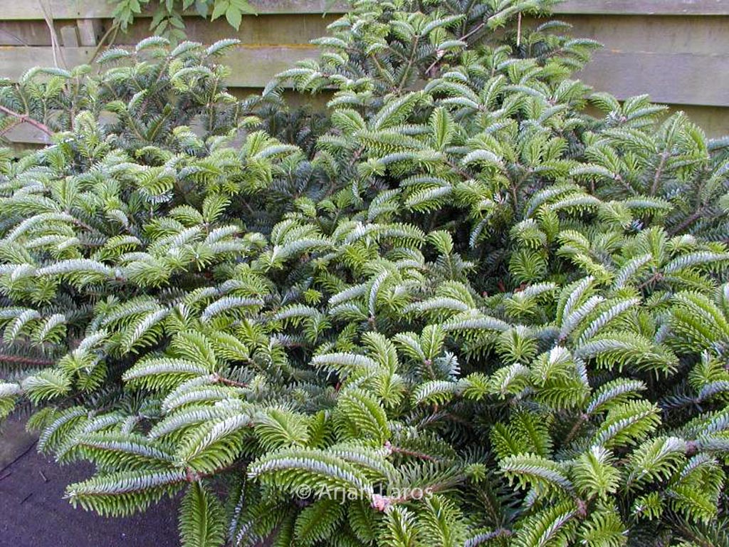 Abies amabilis spreading star