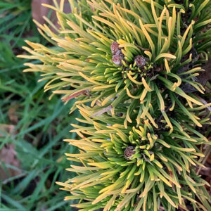 Pinus Mugo WinterGold