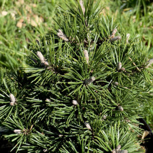 Pinus Mugo Humpy