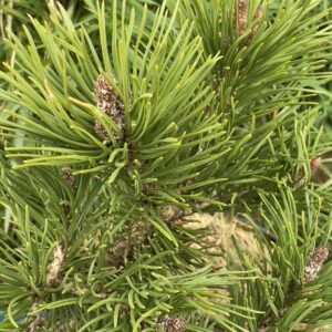 Pinus Mugo Krauskopf