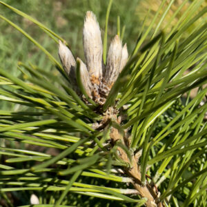 Pinus Thunbergii Banshosho