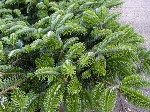 Abies amabilis spreading star