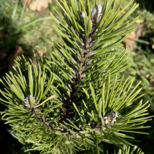 Pinus Mugo Rigi