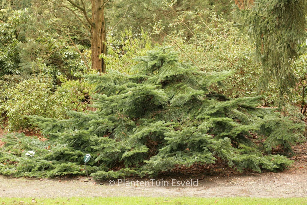 Abies amabilis spreading star