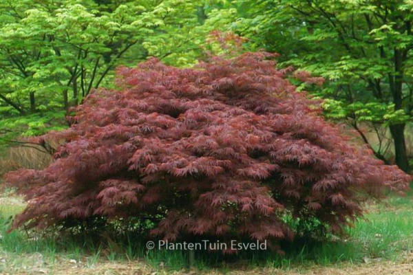 Acer palmatum Beni Shidare