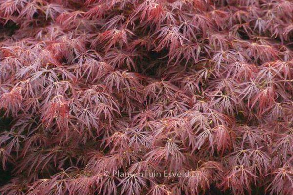 Acer palmatum Beni Shidare