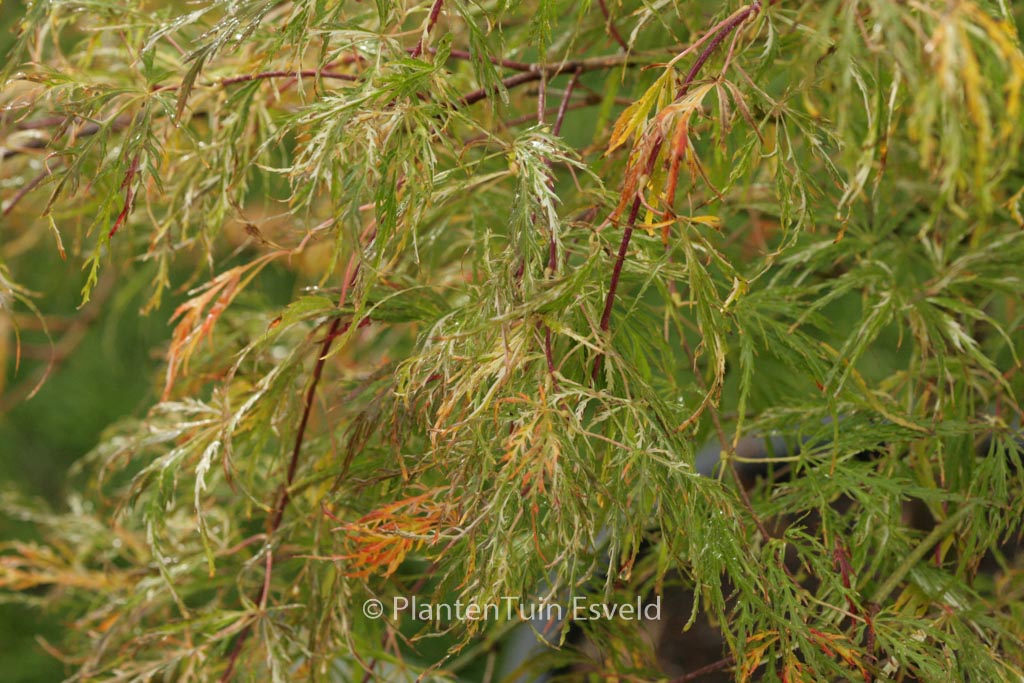 Acer palmatum Beni Shidare