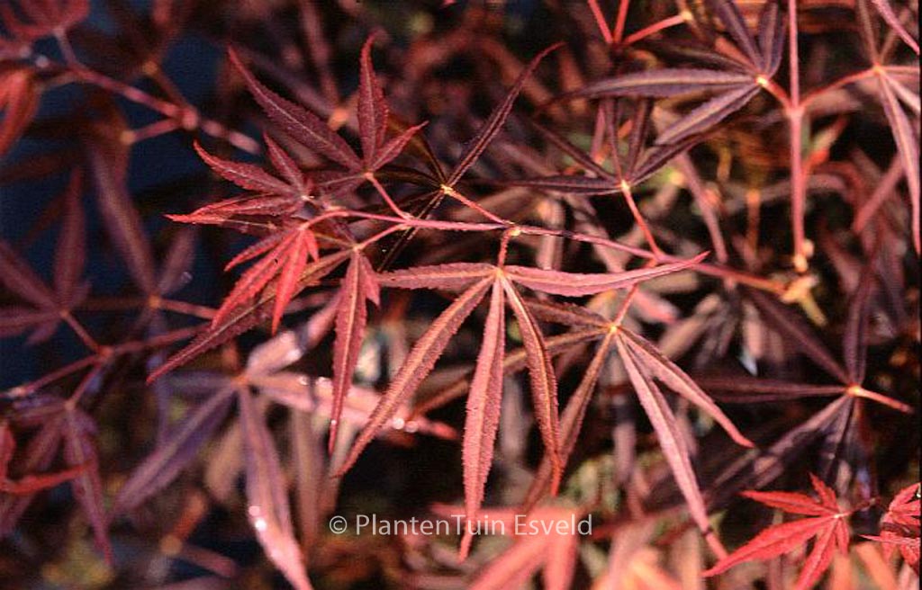 Acer palmatum Beni Ubi Gohon