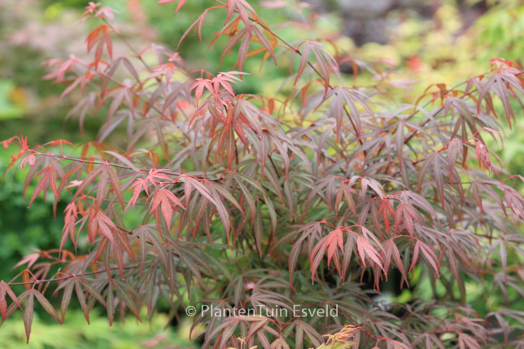 Acer palmatum Beni Ubi Gohon