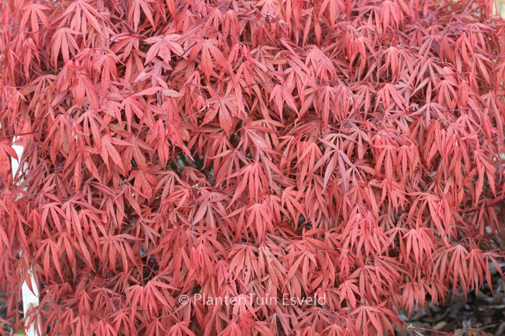 Acer palmatum Beni Ubi Gohon