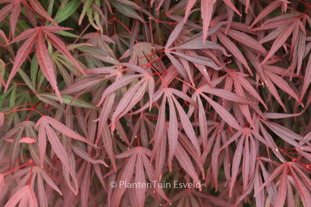 Acer palmatum 'Atrolineare'