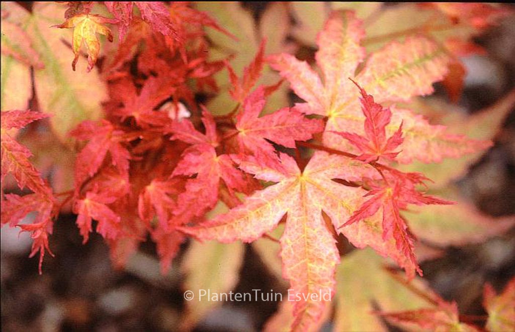 Acer Palmatum beni zuru