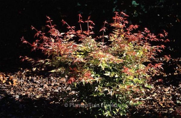 Acer Palmatum beni zuru