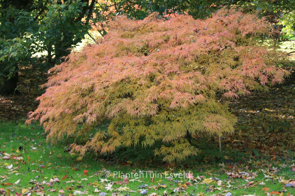 Acer palmatum Dissectum flavescens