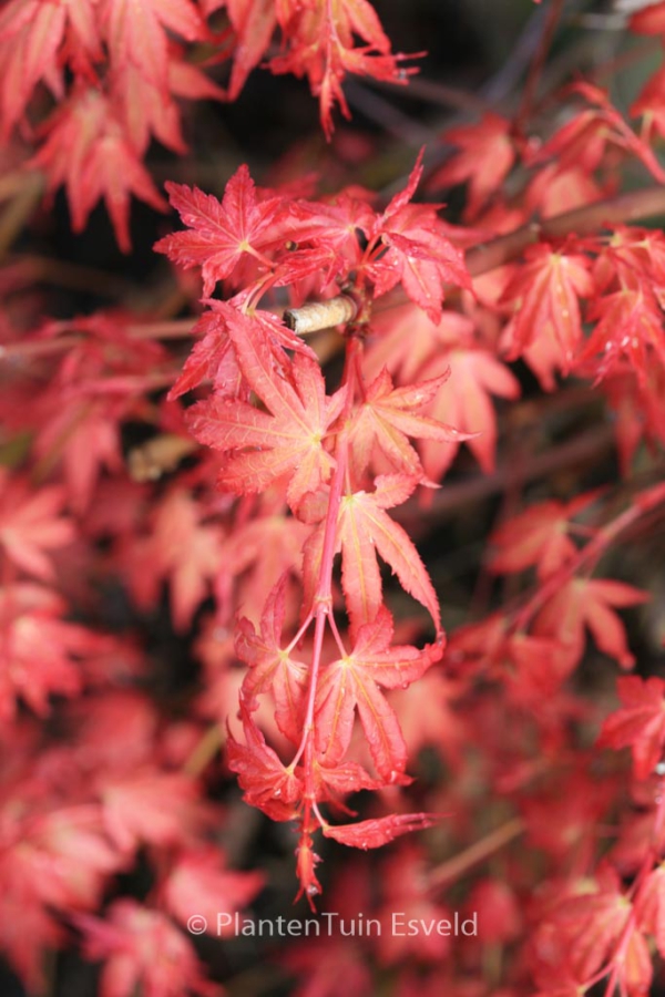 Acer Palmatum beni zuru