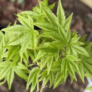 Acer palmatum Shidava gold