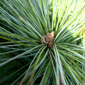 Pinus Strobus Radiata