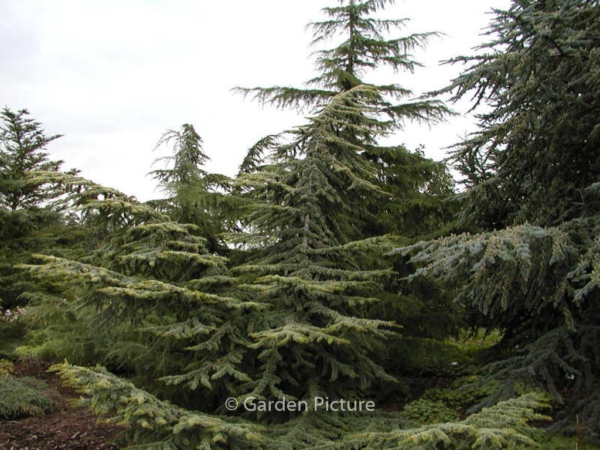 Cedrus libani 'Atlantica Aurea' - Poppins Plants
