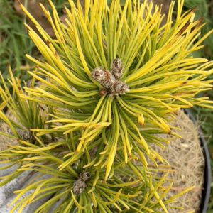 Pinus Mugo Golden Glow