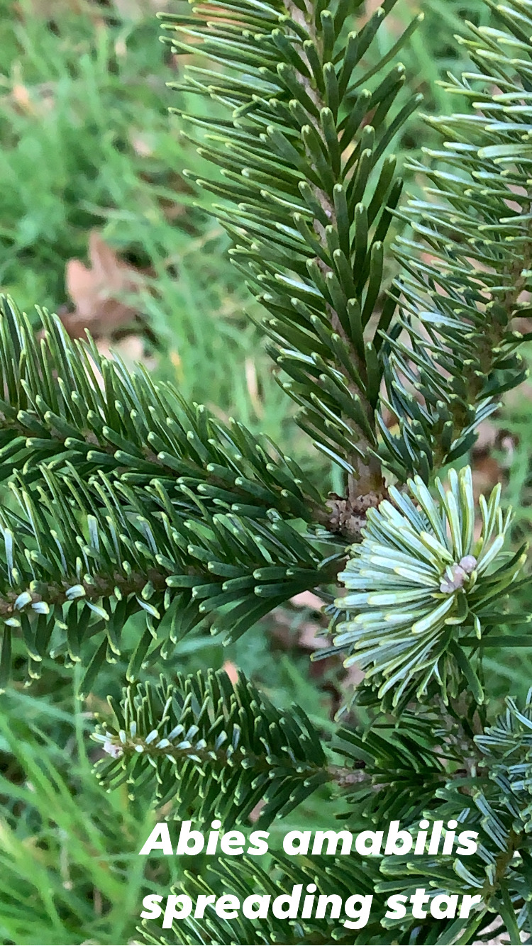 Abies Amabilis Spreading Star