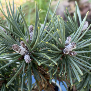 Pinus Mugo Heinis Triumph