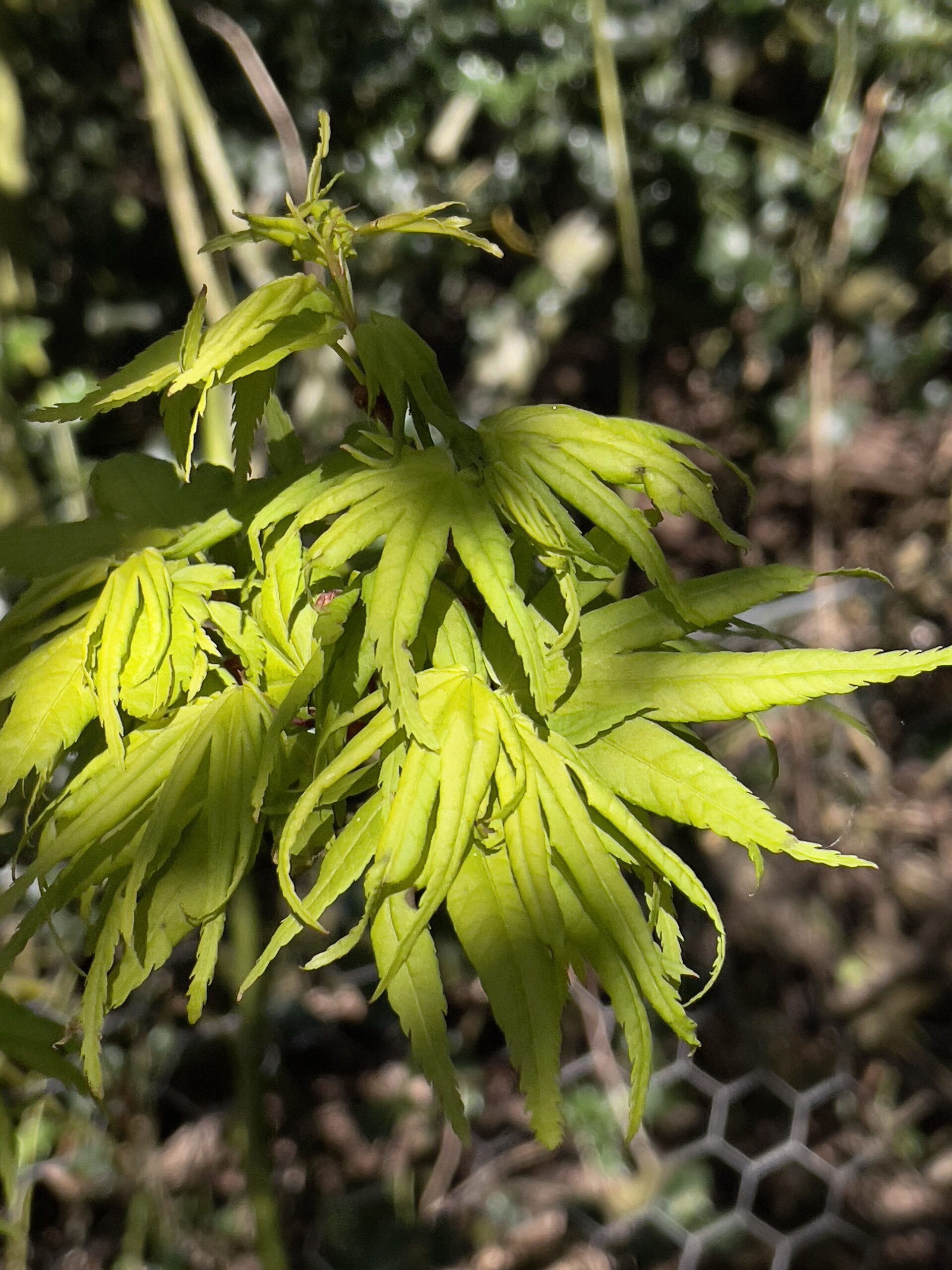 Acer Palmatum Mikawa yatsubusa