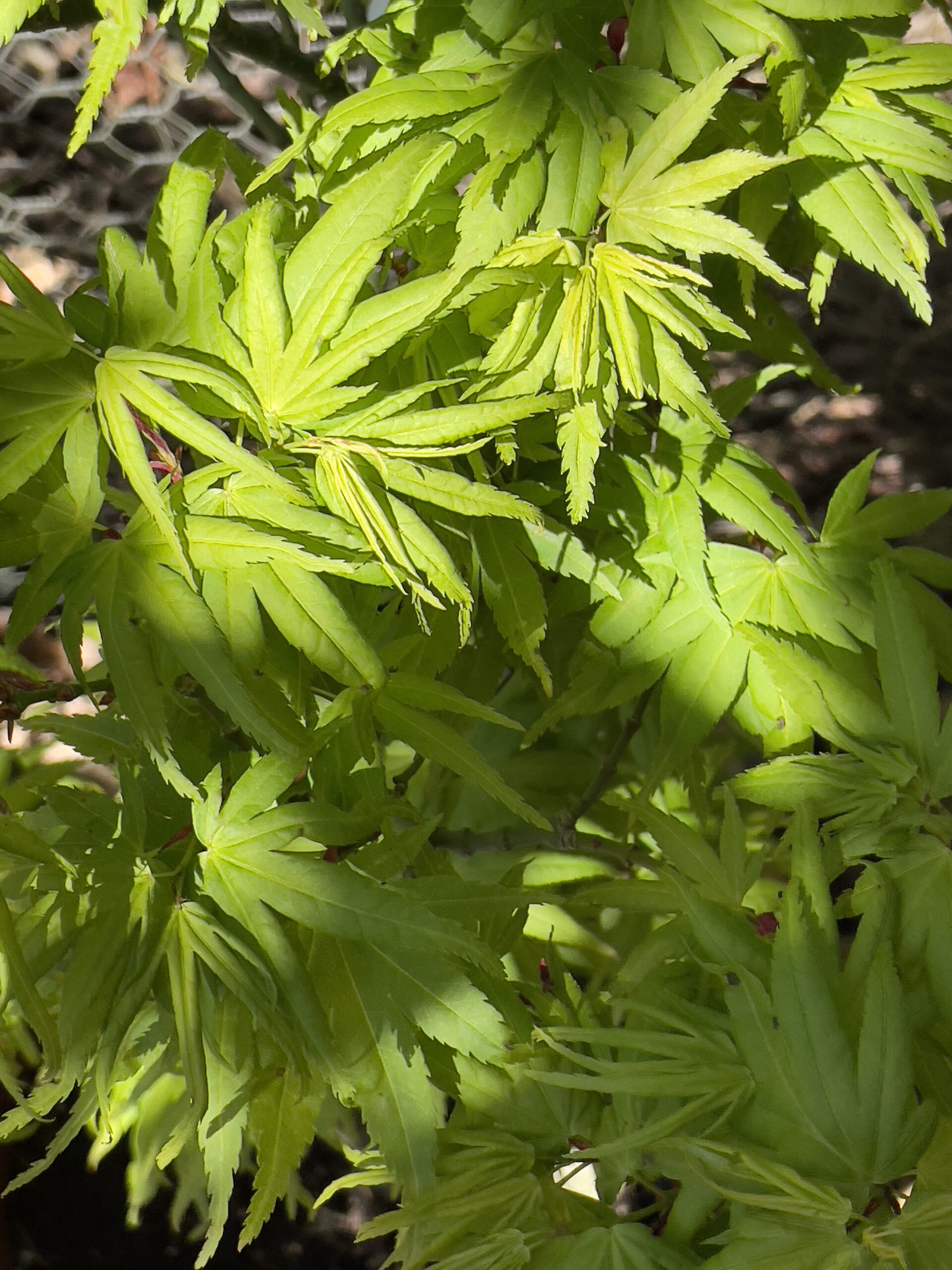 Acer Palmatum Mikawa yatsubusa