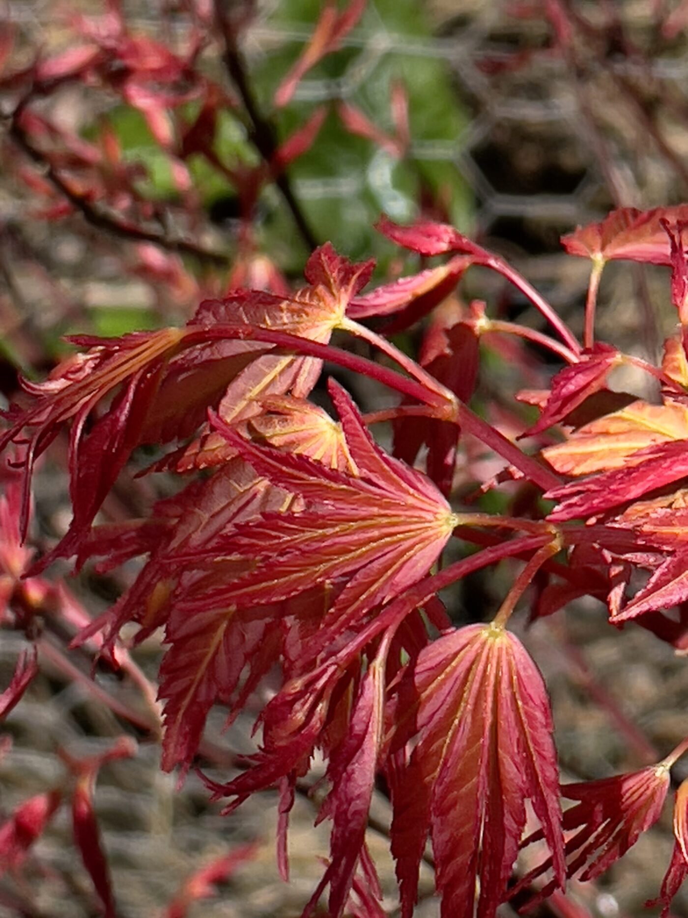Acer Palmatum beni zuru