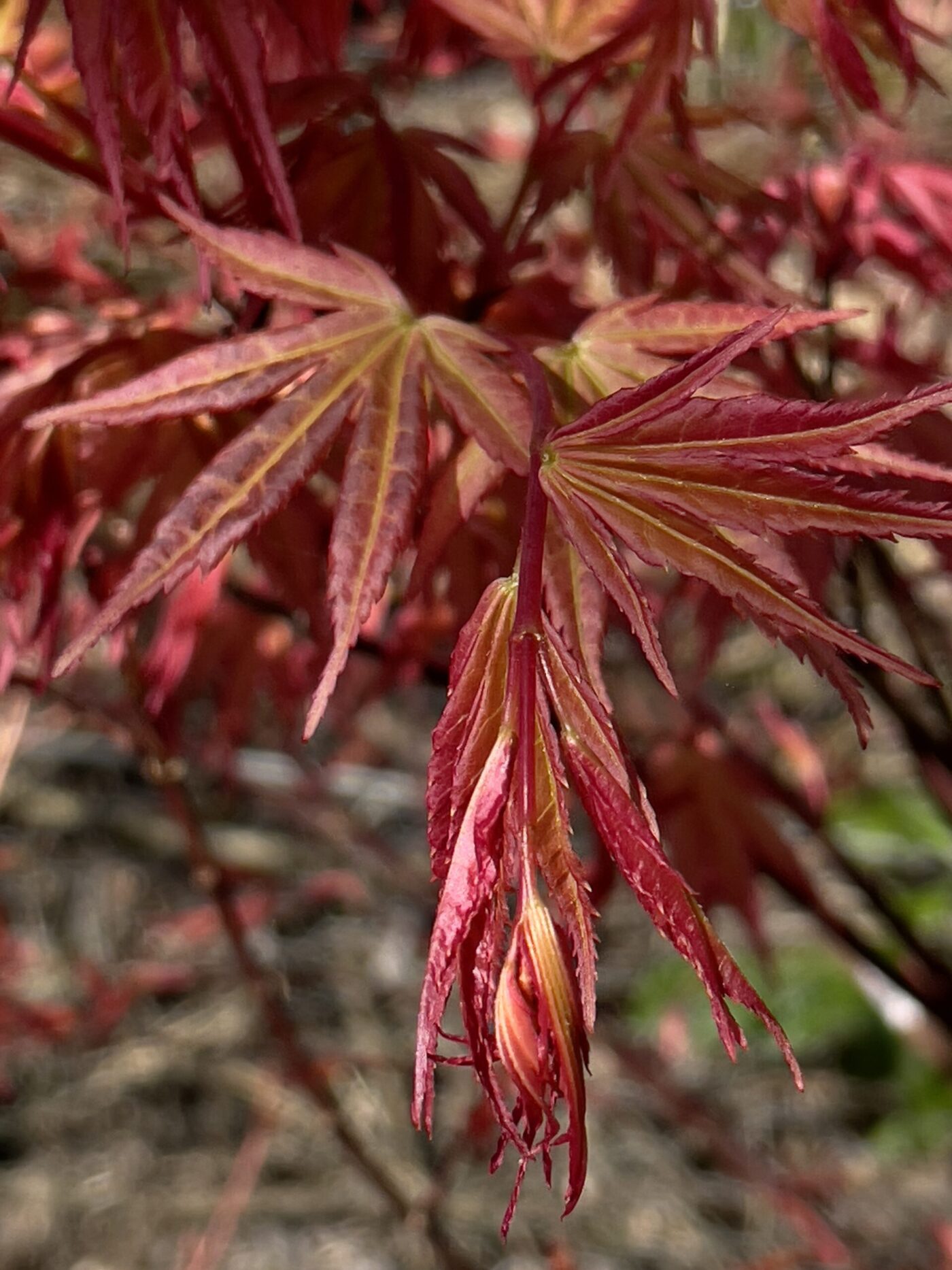Acer Palmatum beni zuru