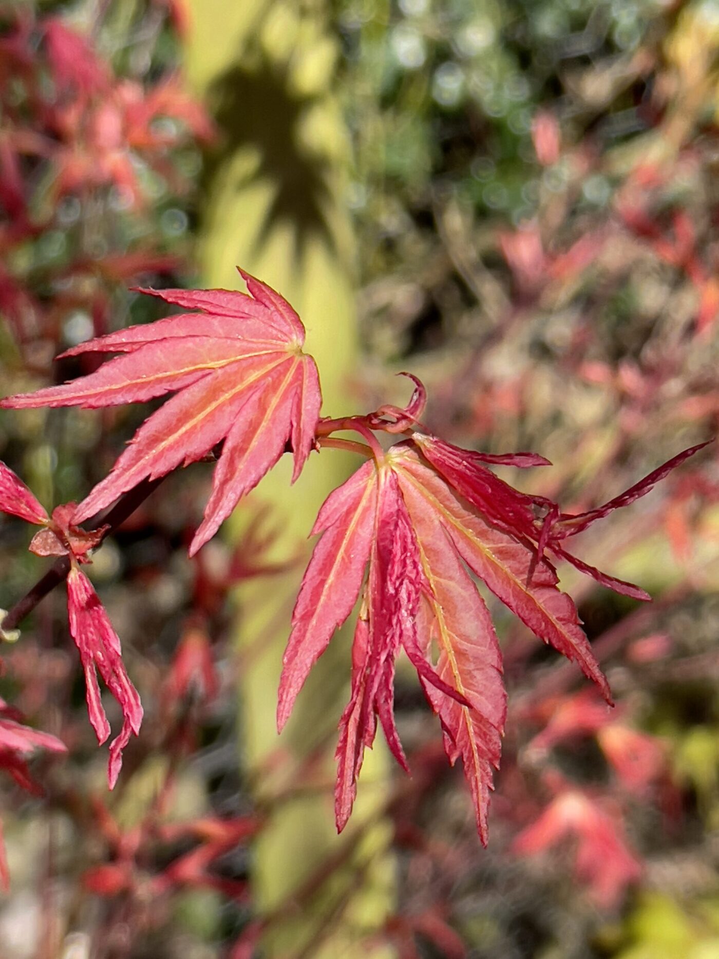 Acer Palmatum beni zuru