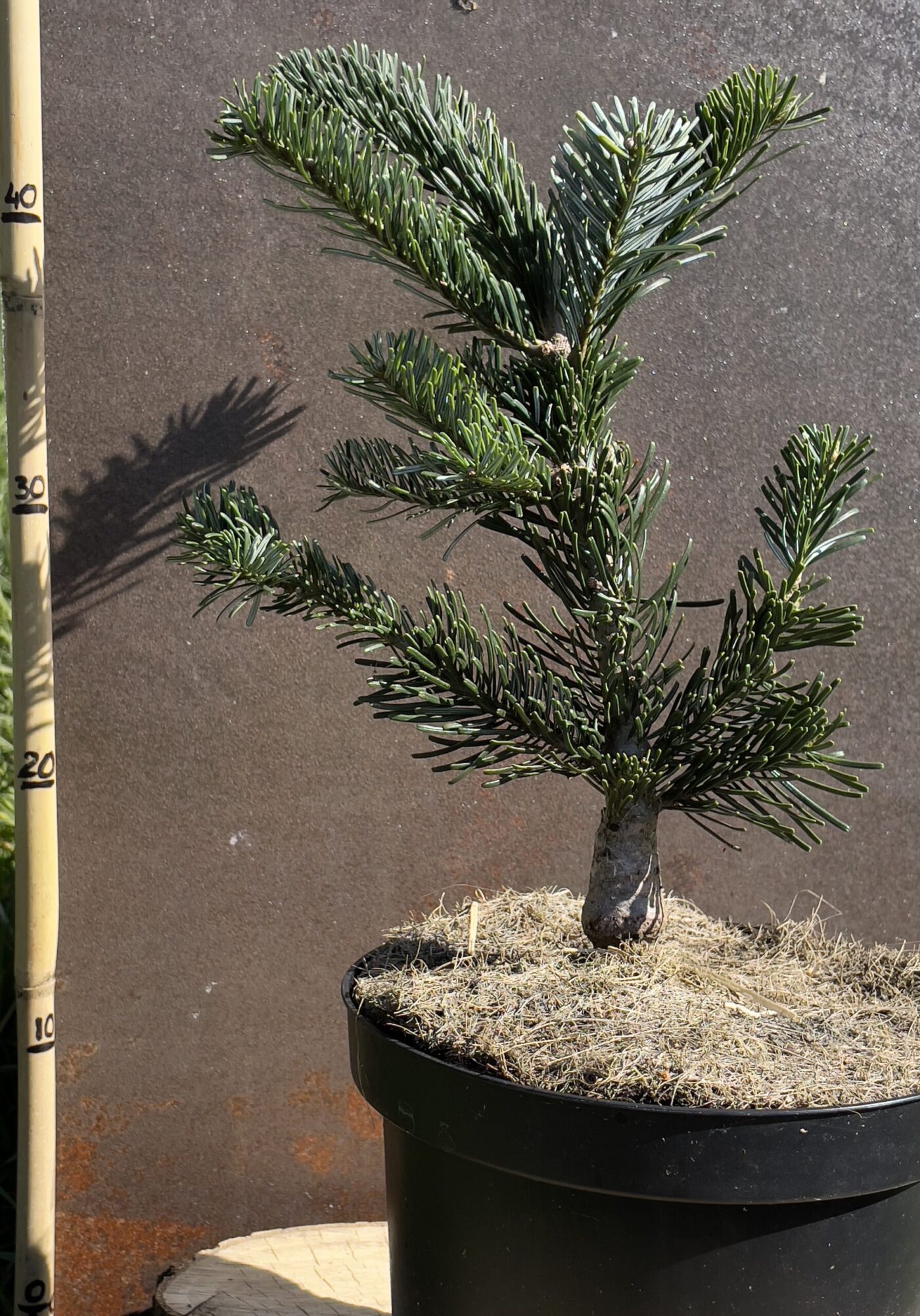 Abies amabilis spreading star