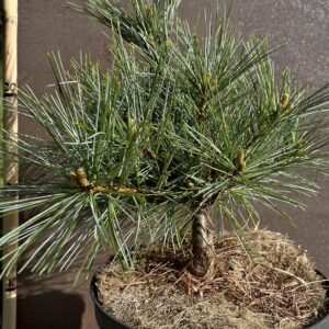 Pinus strobus blue shag