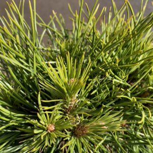 Pinus mugo varella