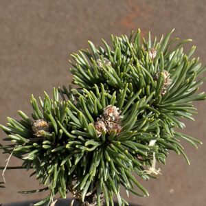 Pinus Mugo Jacobsen