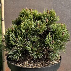 Pinus mugo picobello