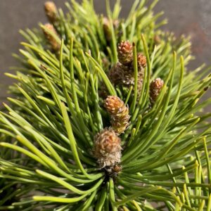 Pinus Mugo Ophir