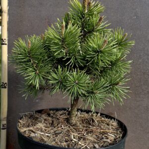 Pinus mugo mops