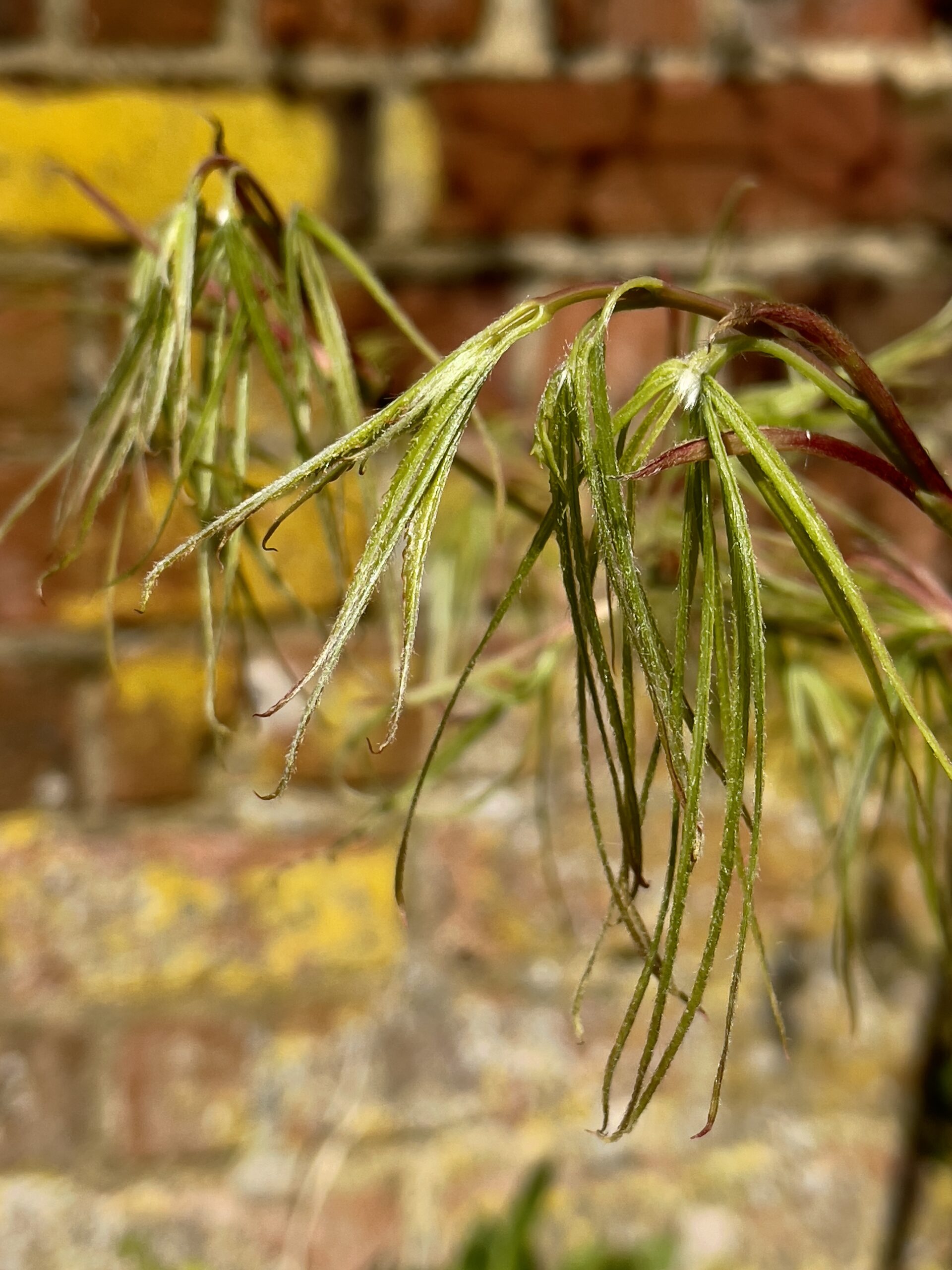 Acer Palmatum koto no ito