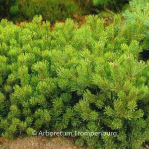 Pinus mugo 'Pumilio'