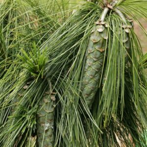 Pinus Schwerinii