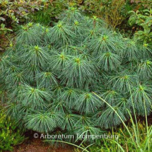 Pinus wallichiana 'Nana'