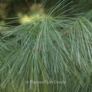 Pinus wallichiana