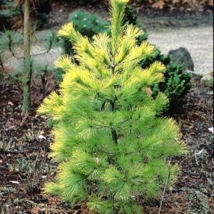 Pinus strobus 'Louie'